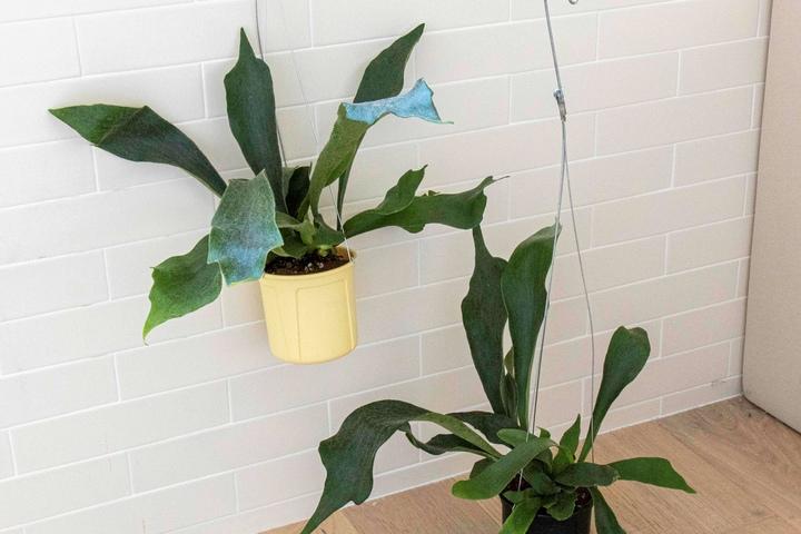 [단독] 행잉팟 사슴뿔 박쥐란 미세먼지제거 식물