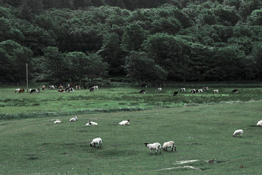 SHEEP PASTURE RUG 양 목장 단모 러그