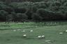 SHEEP PASTURE RUG 양 목장 단모 러그