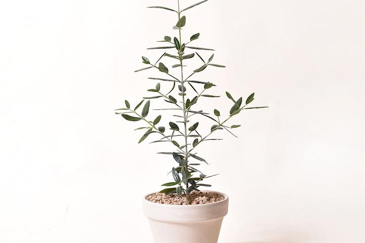 독일토분_올리브나무