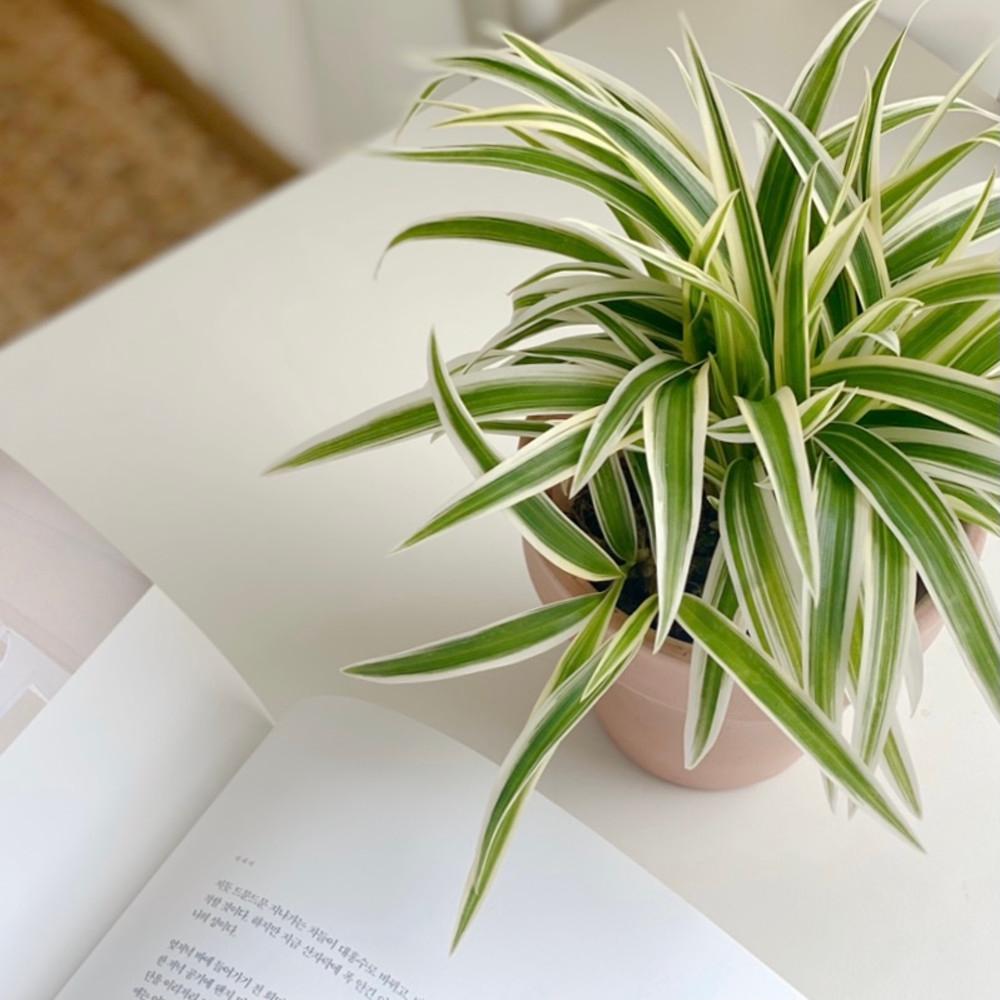 키우기쉬운 식물 나비란 무늬 접란 오션 거실화초 현관식물 공기정화식물