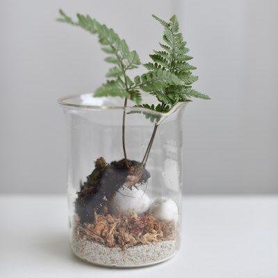 테라리움 고사리 생화 비커 인테리어 소품