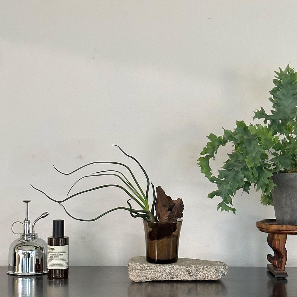 틸란드시아 불보사 인테리어식물 플랜테리어