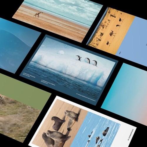 [GIKO] WILD ANIMAL POSTCARDS