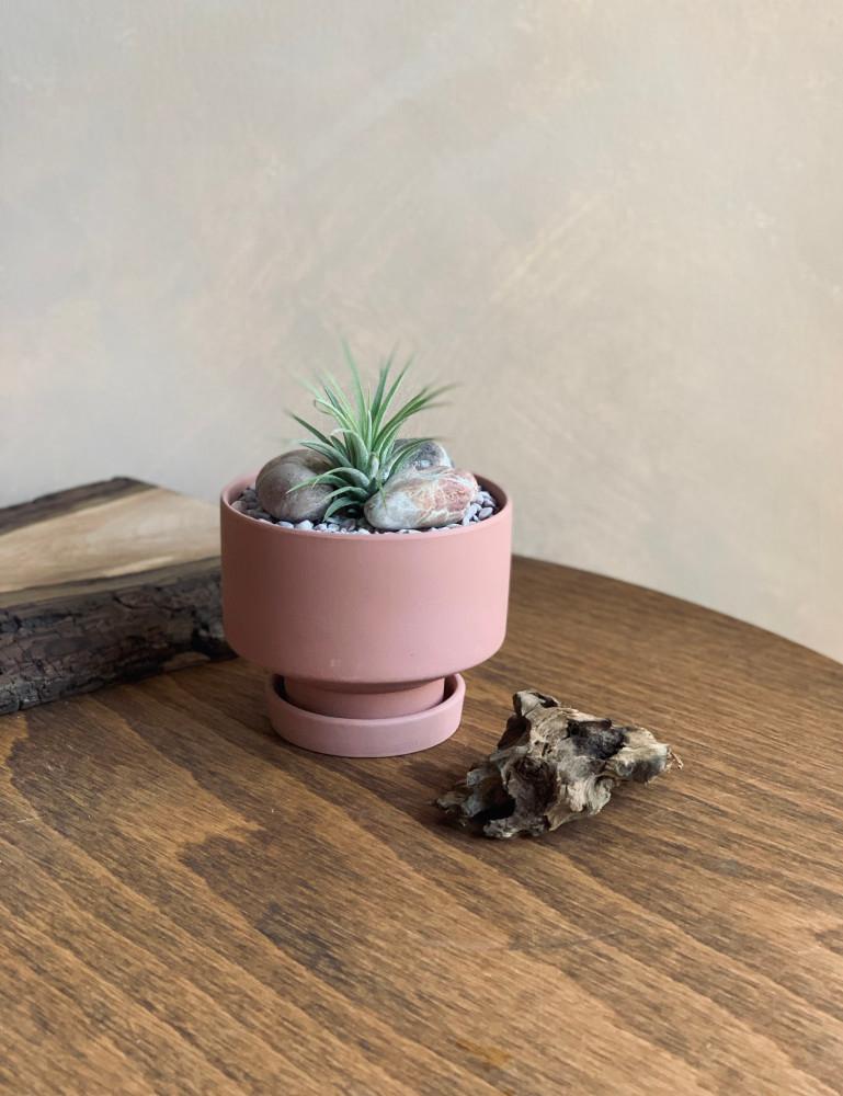 로지S 틸란드시아 DIY 만들기 원예 키트 공기정화 반려 식물 인테리어 화분