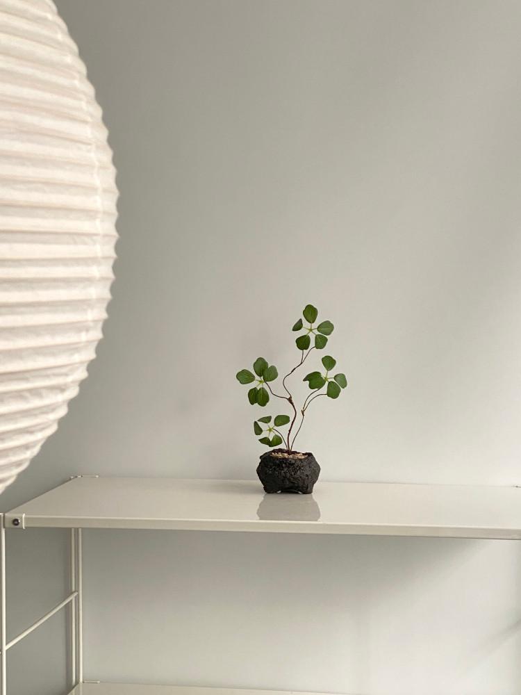 [오브제] 둥근잎 넝쿨 화산석 화분 세트