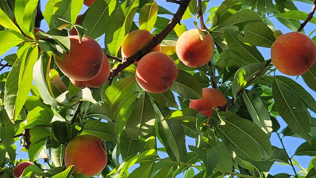 유기농 복숭아(옐로드림) 1.8kg