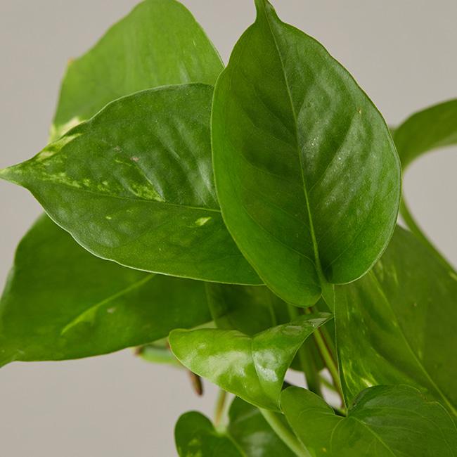 스킨답서스-Glass bottle 8종