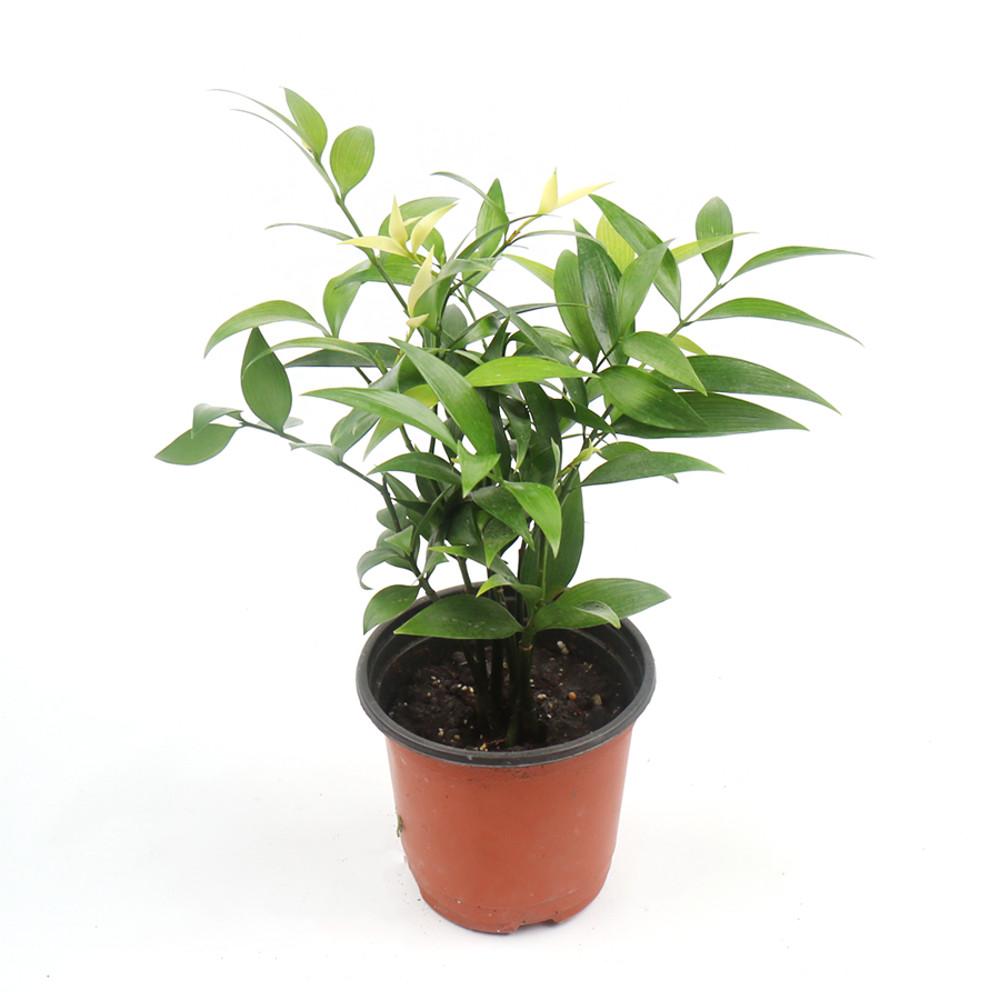 갑조네 죽백나무 수경 키우기 쉬운 식물 음지 실내 공기정화 인테리어 플랜테리어