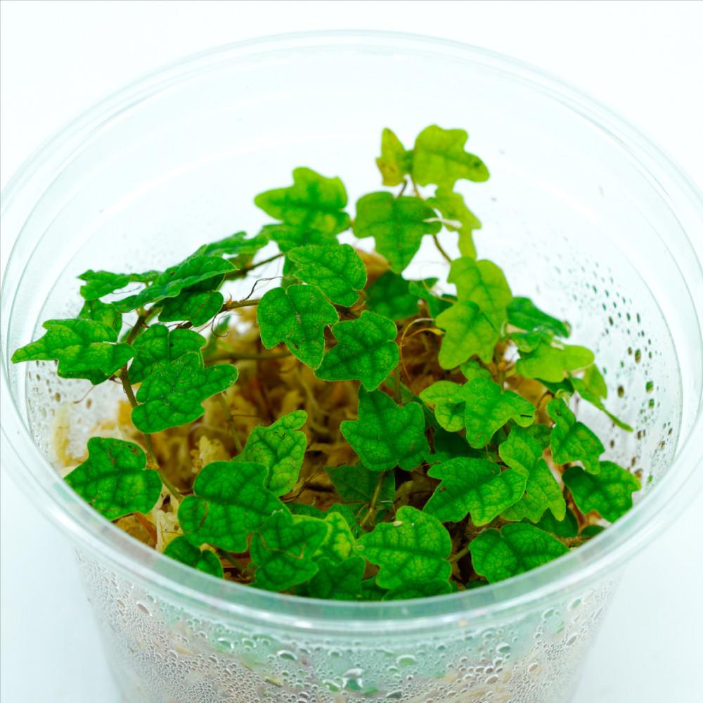 제주애기모람 테라리움 덩굴식물 키우기