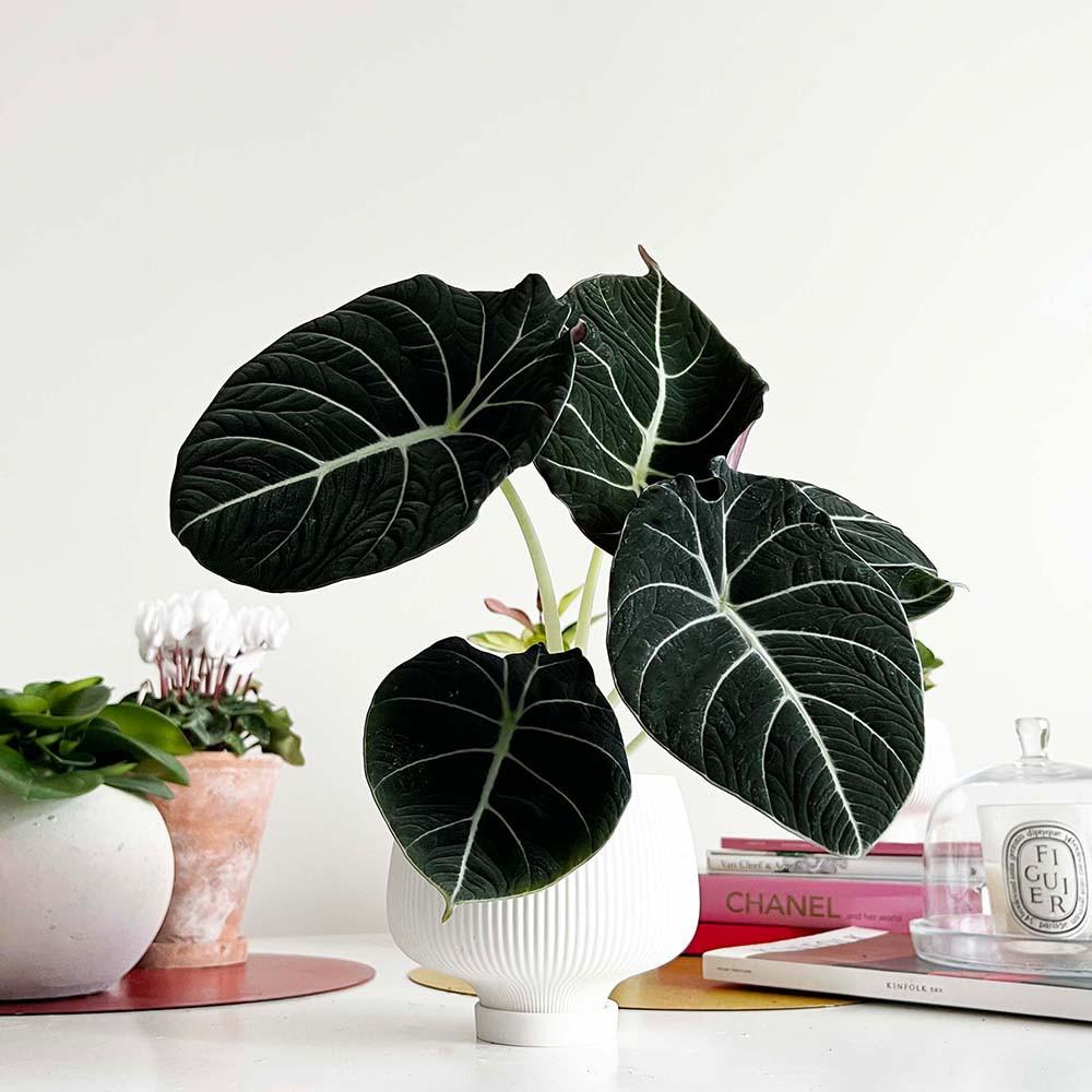 거북 알로카시아 블랙벨벳 감성 플랜테리어 희귀 반려 식물