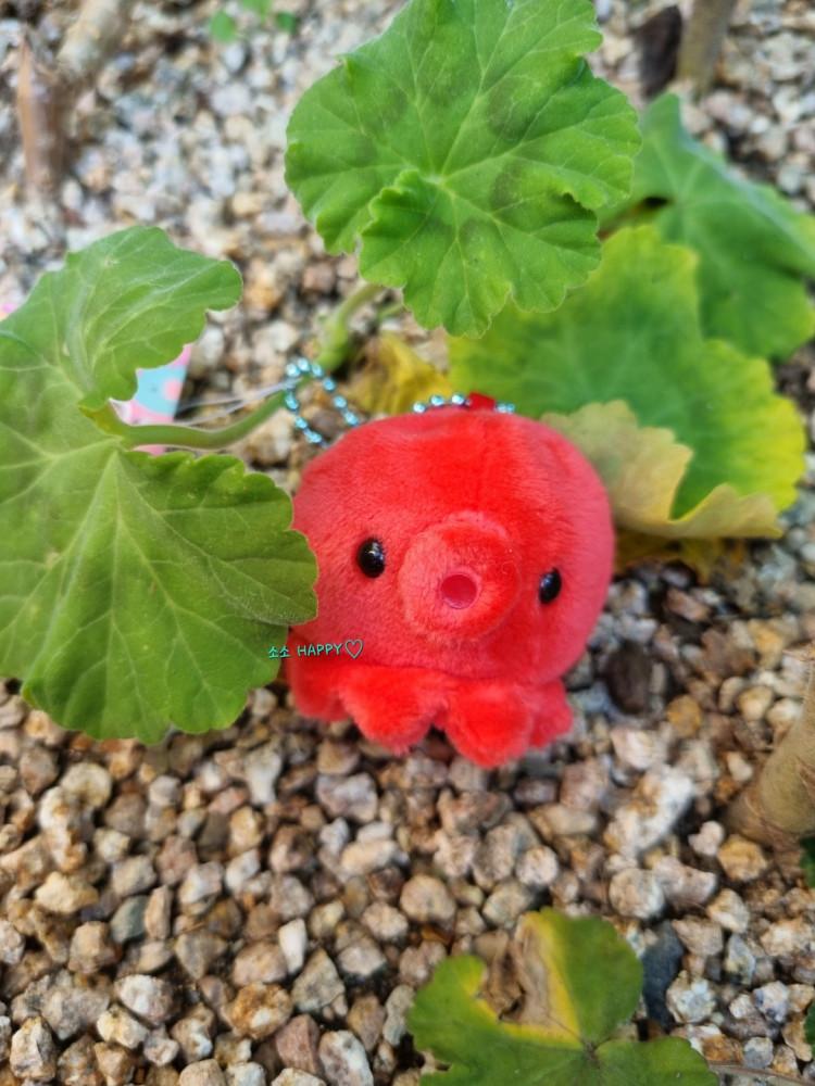 어뮤즈 문어 키링 콩 인형 쁘띠마루 /  바다동물 미니 에어팟 커플템 타코 키체인