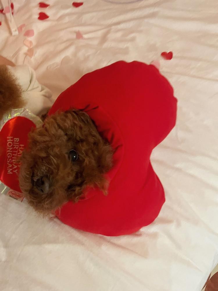 8차 heart heart series_ heart hat❤ 하트모자 강아지모자 생일파티