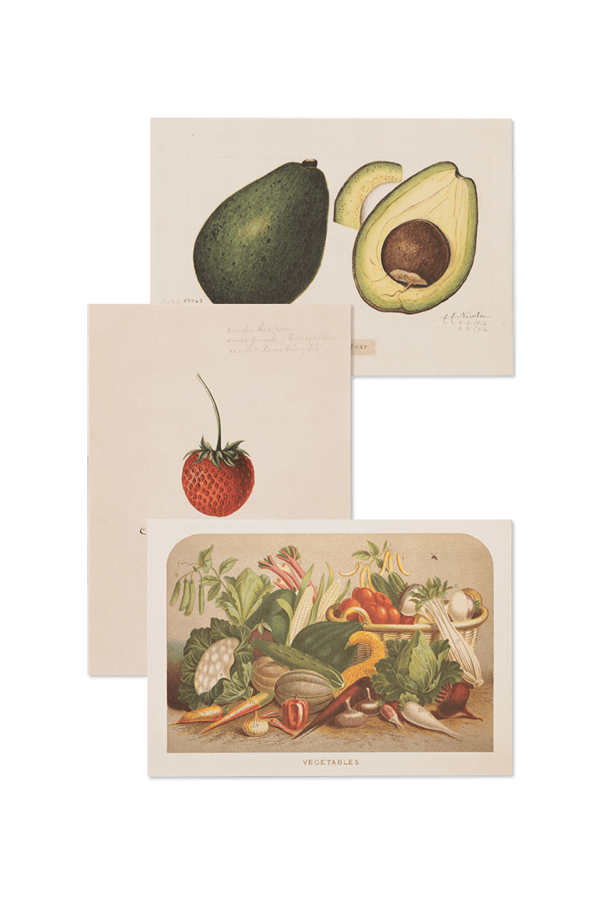 그리팅 카드 Card & Envelope - Fruits & Vegetables