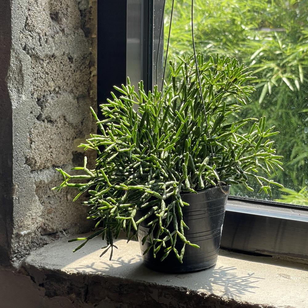 립살리스 뽀빠이 팝아이 행잉식물 에어플랜트 플랜테리어