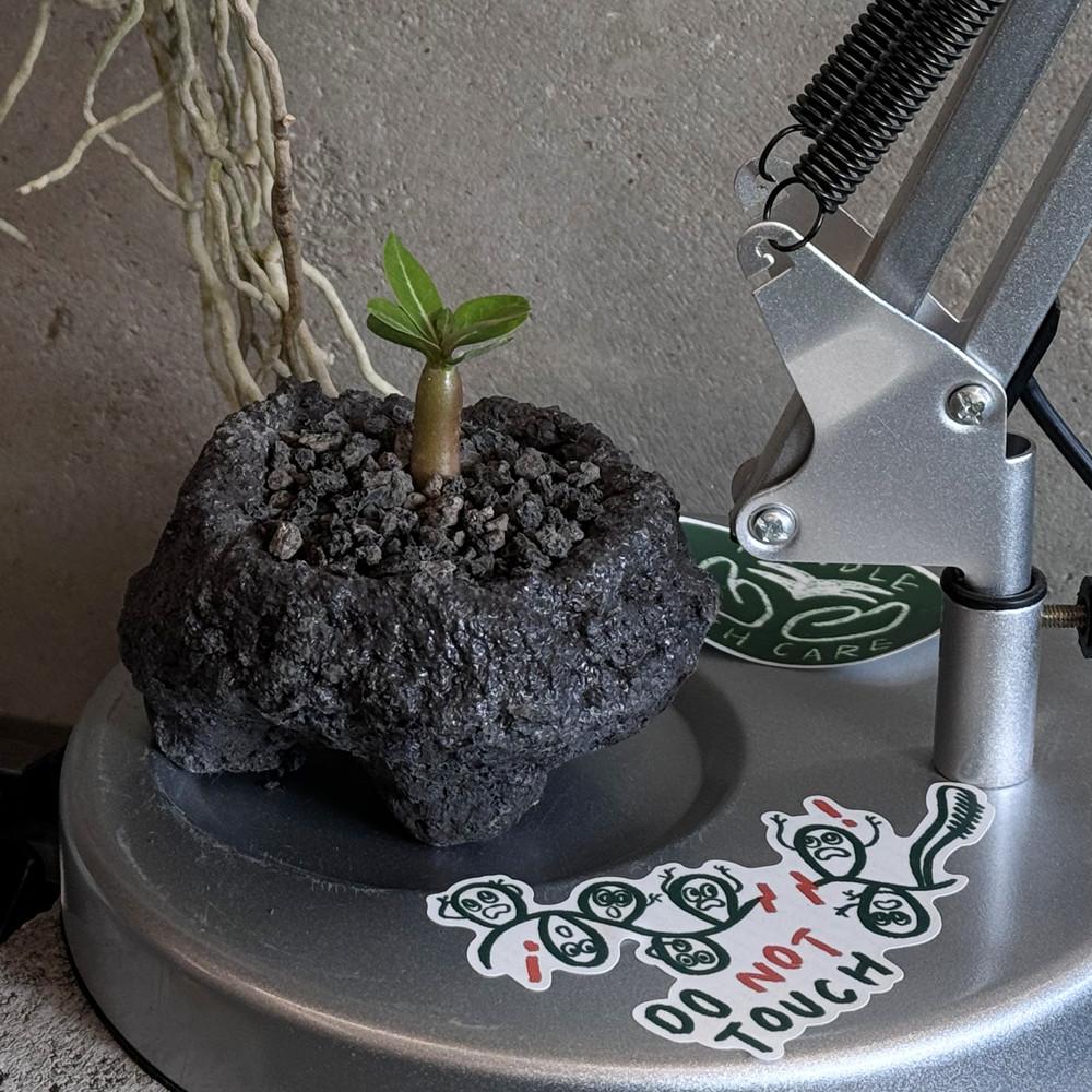 풀집 실생 아데니움 오베숨 화산석화분 초 미니 다육 데스크 테리어