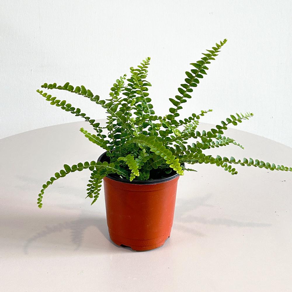 더피고사리 키우기 쉬운 음지 미세먼지제거 실내 공기정화식물