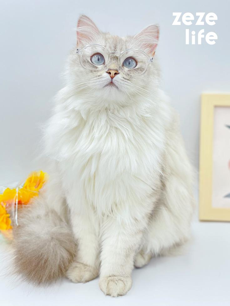 무렌즈 고양이 안경