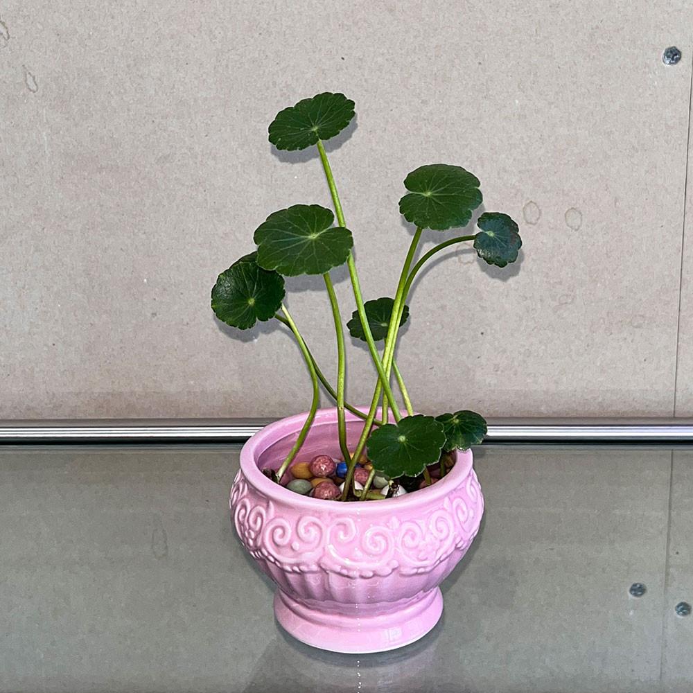 워터코인 수경재배식물 피글렛 pot set / 공기정화식물 키우기쉬운식물