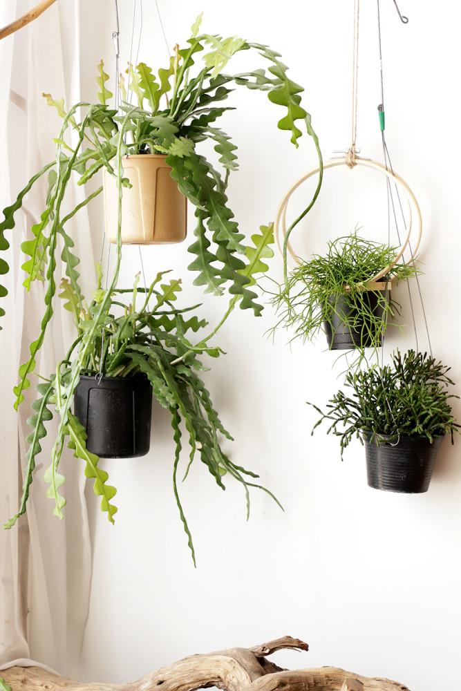 립살리스 뽀빠이 카스타 화이트 디시디아 밀리언하트 피쉬본 행잉 플랜트 실내공기정화식물