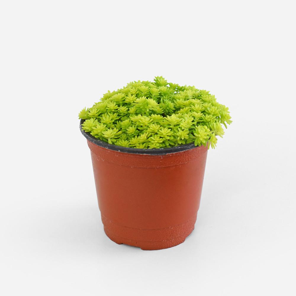 황금세덤 별세덤 (소형) 모종 키우기 쉬운 다육 식물