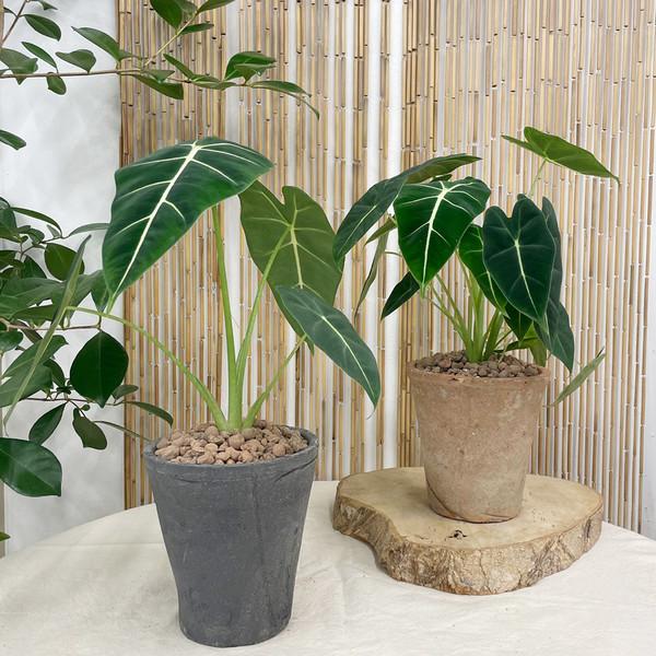 빈티지 토분에 담긴 중형 벨벳 알로카시아 프라이덕 - 더티빈티지 토분L 2color