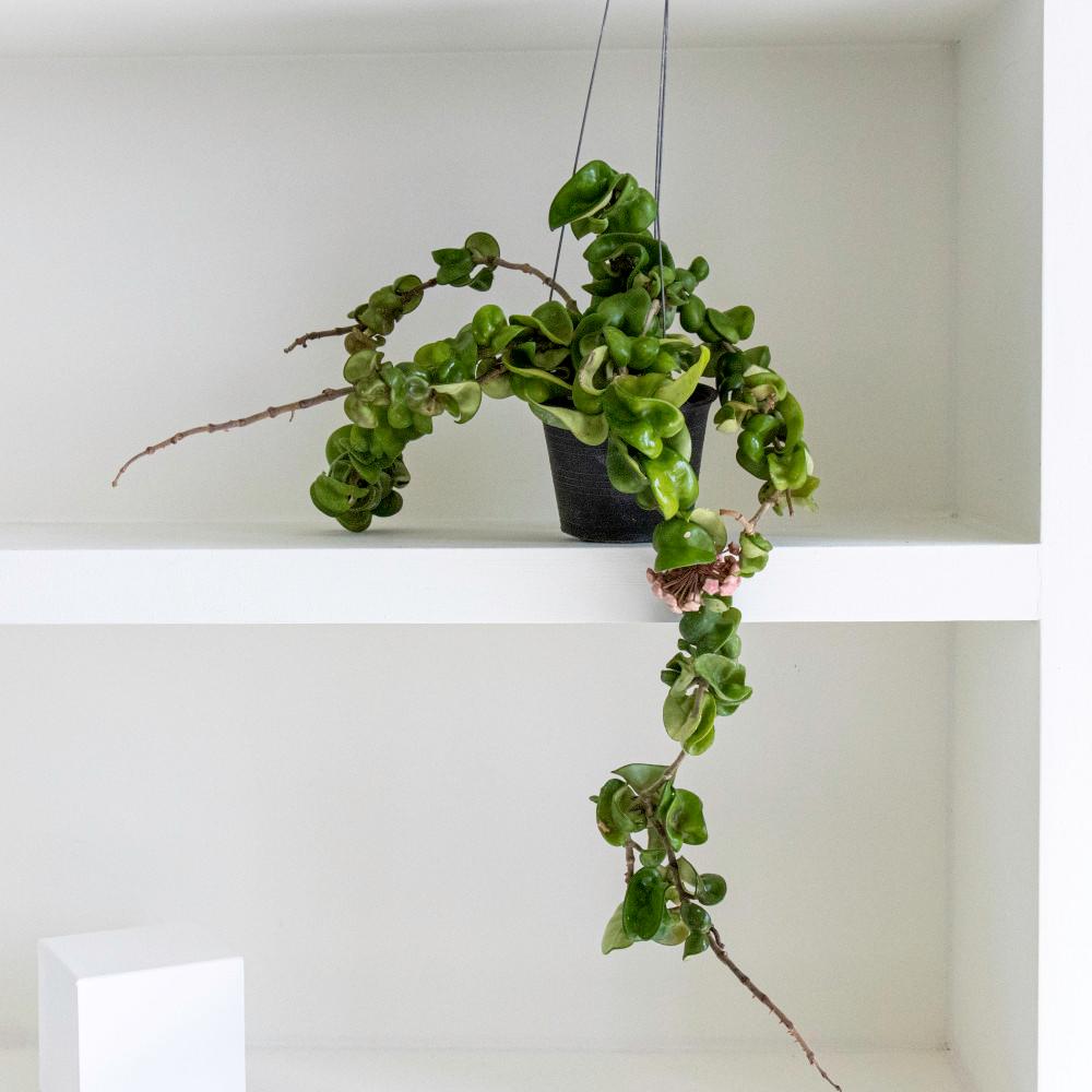 호야 리본 콤팩타 행잉플랜트 공중식물 공기정화