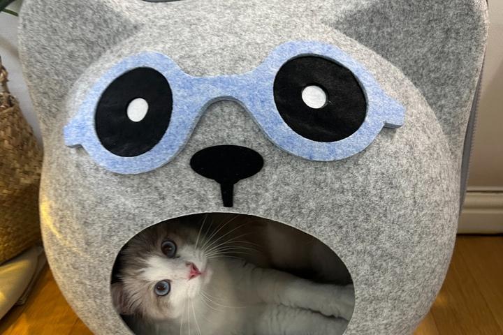 고양이 숨숨집 고양이 하우스 안경곰돌이 대형
