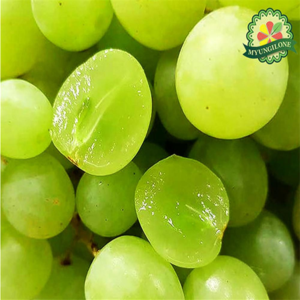 포도 원물 스윗글로브 씨없는 애플 청포도 500g 1kg 2kg 4kg : 명일엠에스