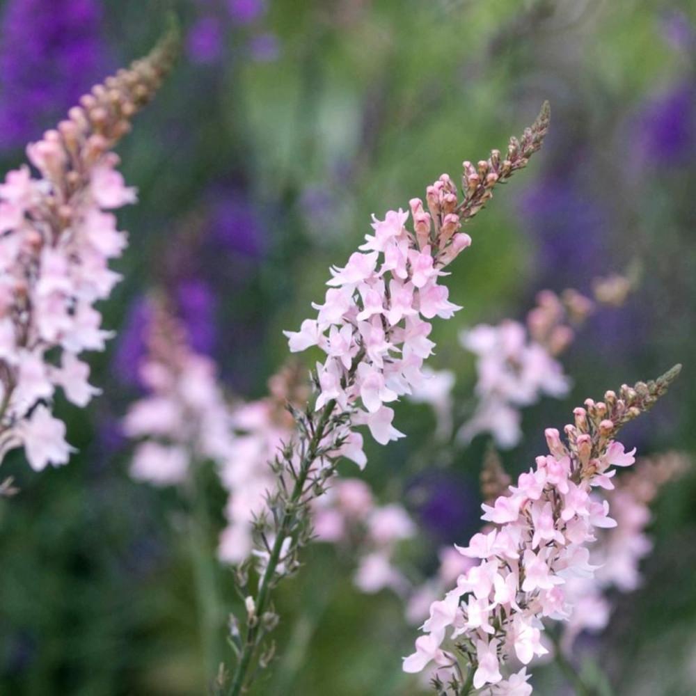 리나리아 퍼퓨리어 캐넌 웬트( linaria purpurea canon went) : 도개화원