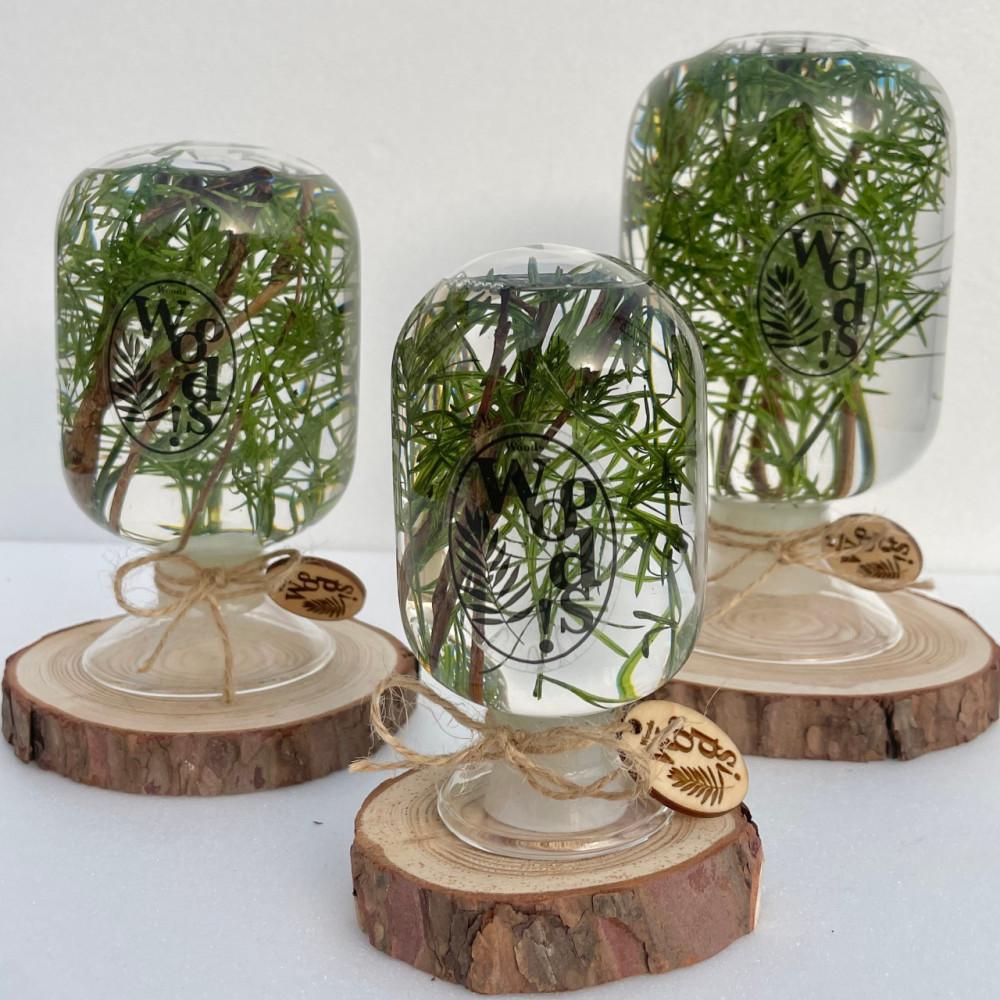 [Handmade]PineTree Herbarium • 파인트리 하바리움