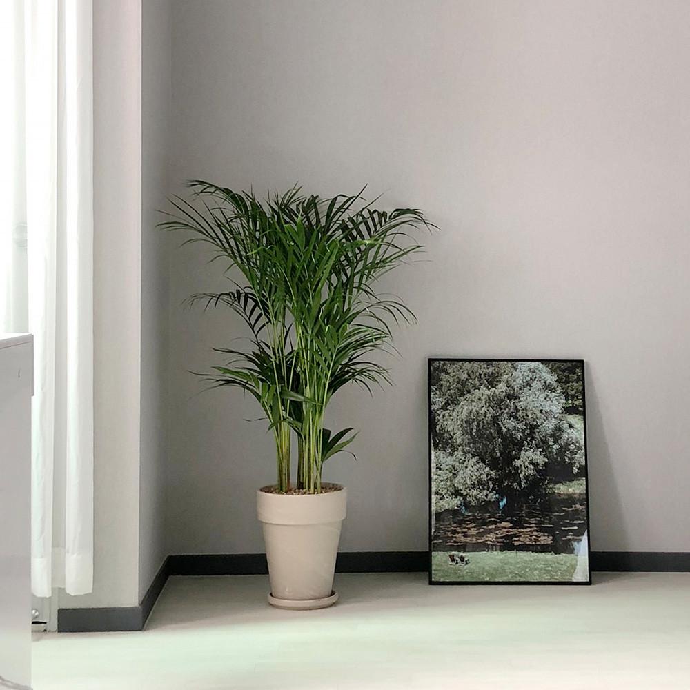 그늘에서잘자라는식물 아레카야자 대형 토분세트 야레카야자 이레카야자 음지에서키우는