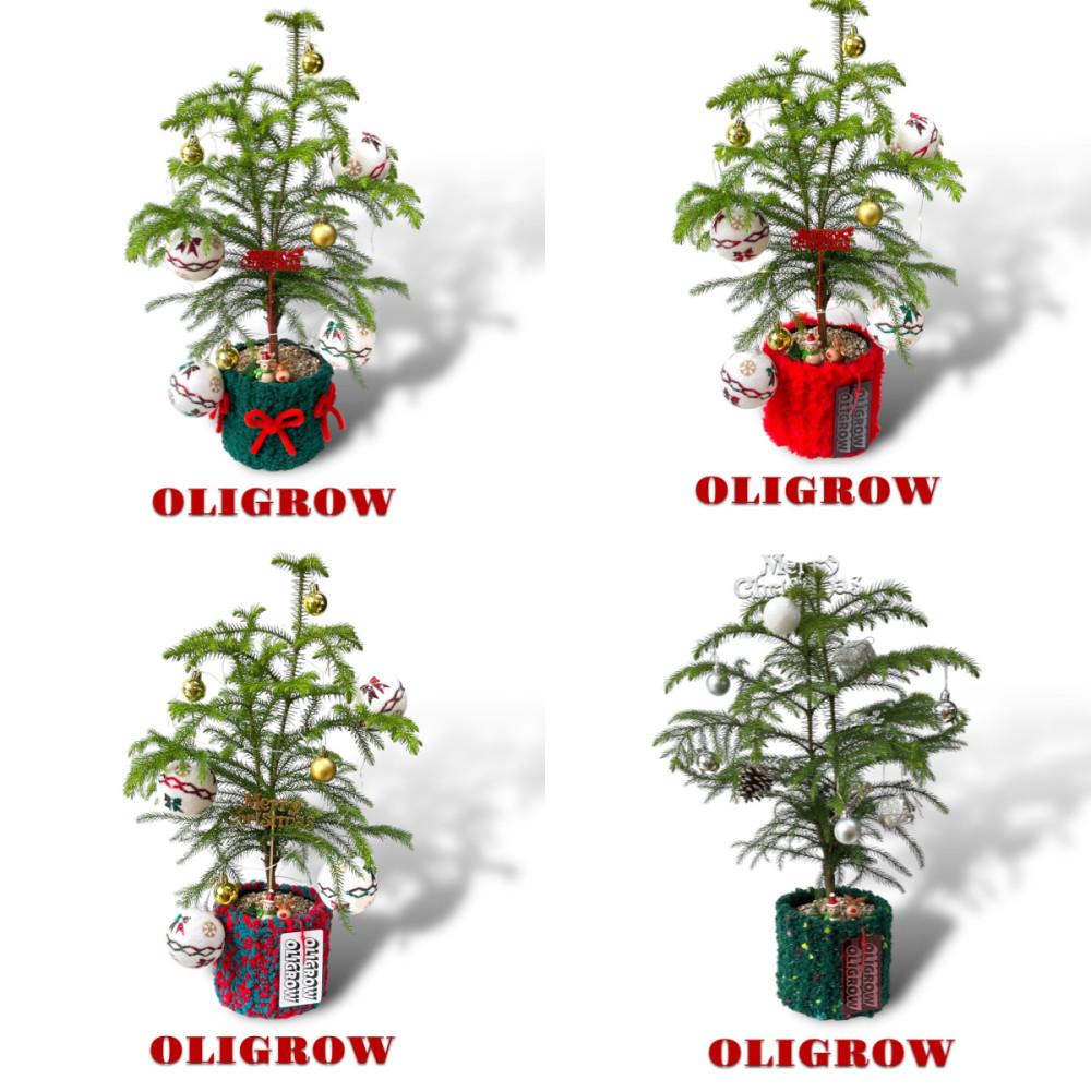 아라우카리아 생화 크리스마스 트리 (2023.ver)