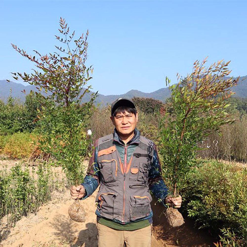 남천나무 묘목 h 0.6-0.8 [분묘] 공기정화식물 인테리어 실내화초