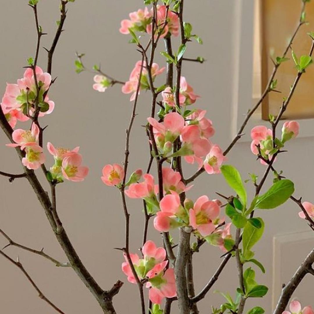 산당화