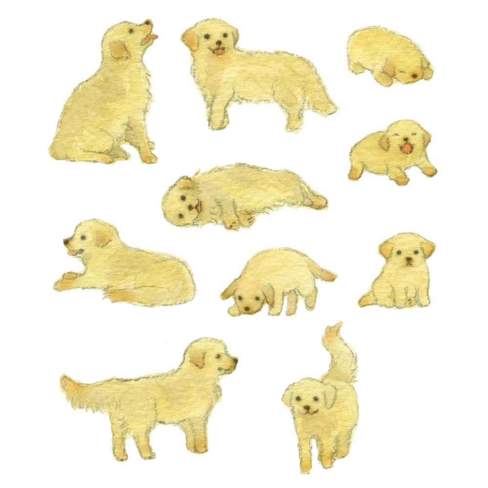 [은민] 골든리트리버 스티커