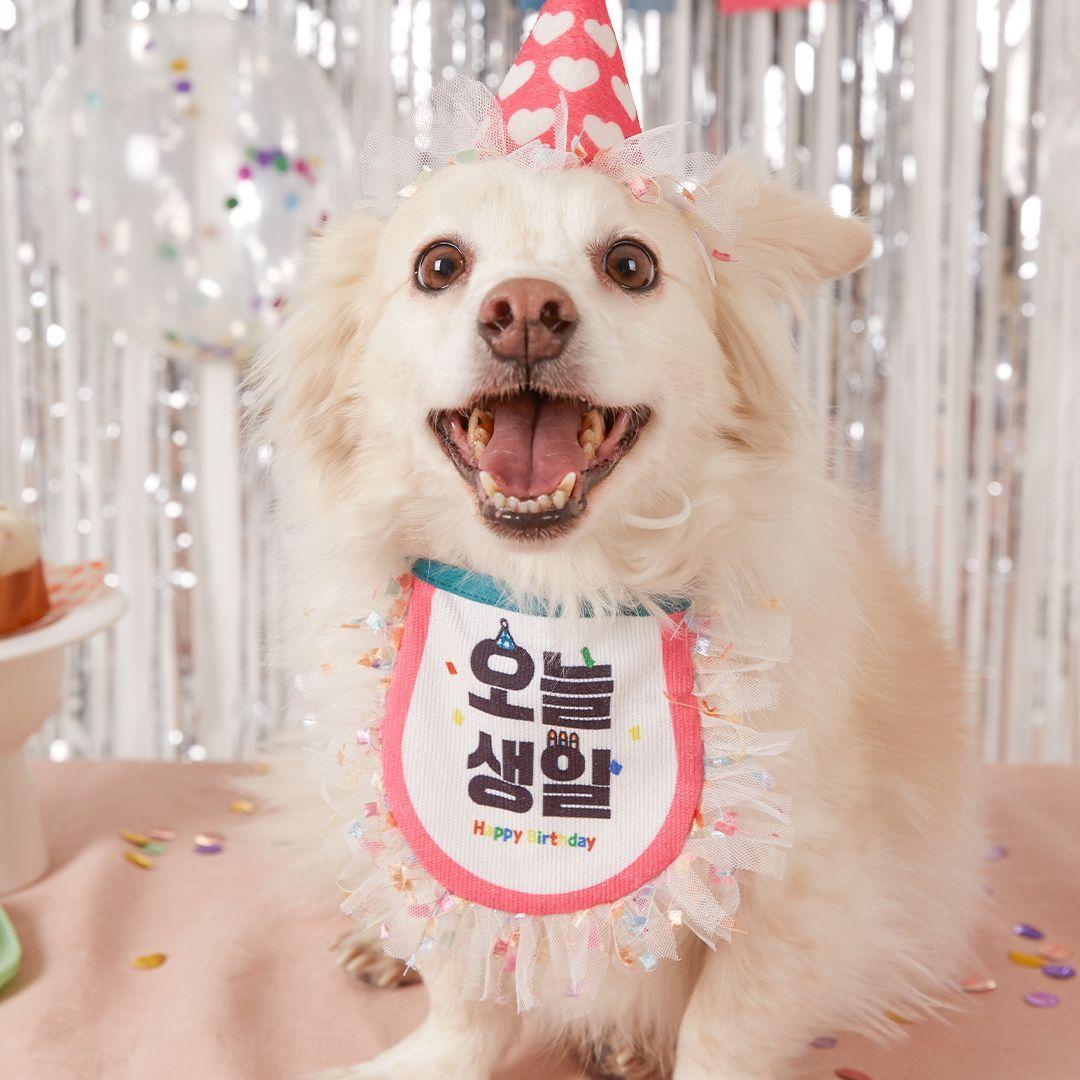펫프굿즈 내새꾸 생일 케이프