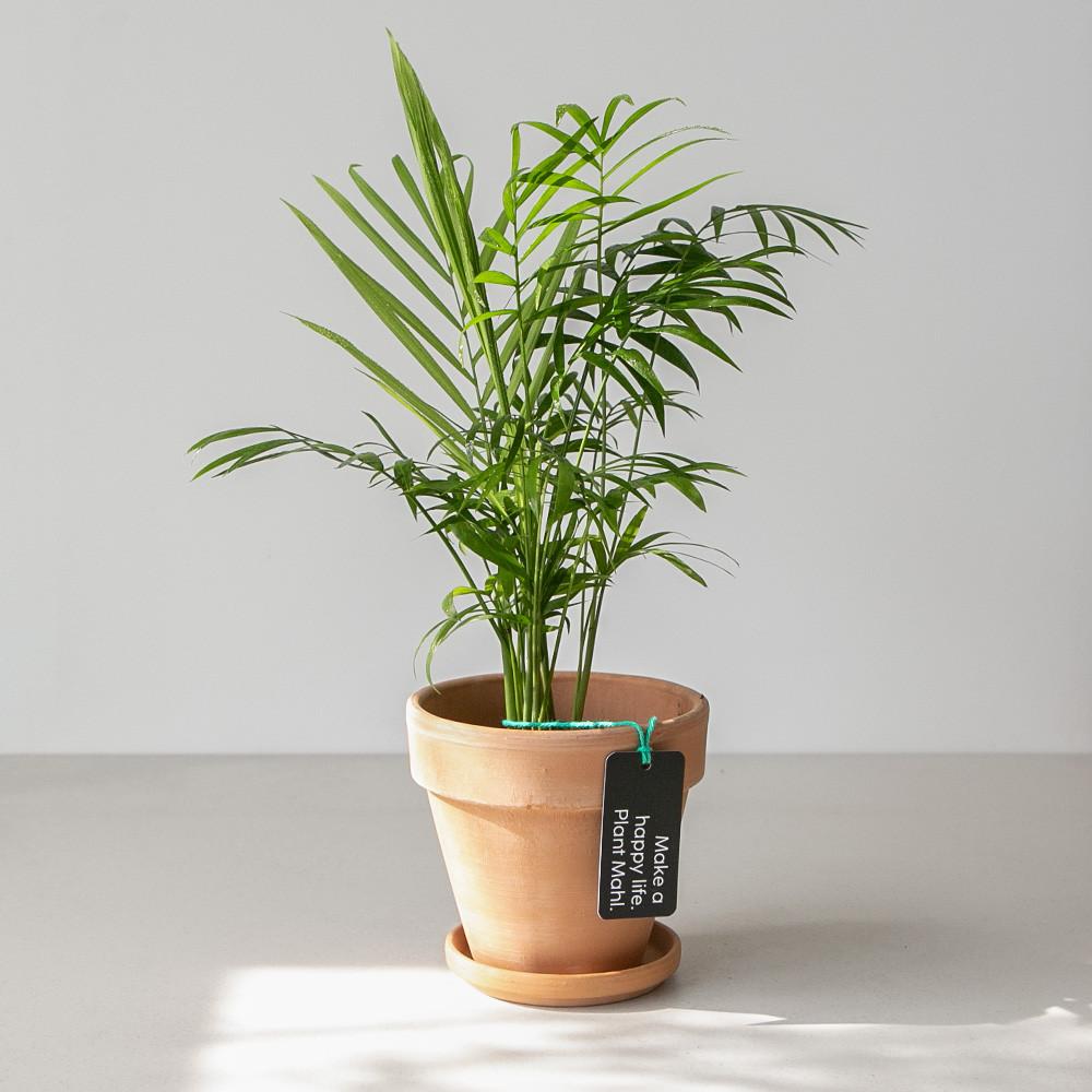 테이블야자 키우기 쉬운 식물선물 공기정화식물