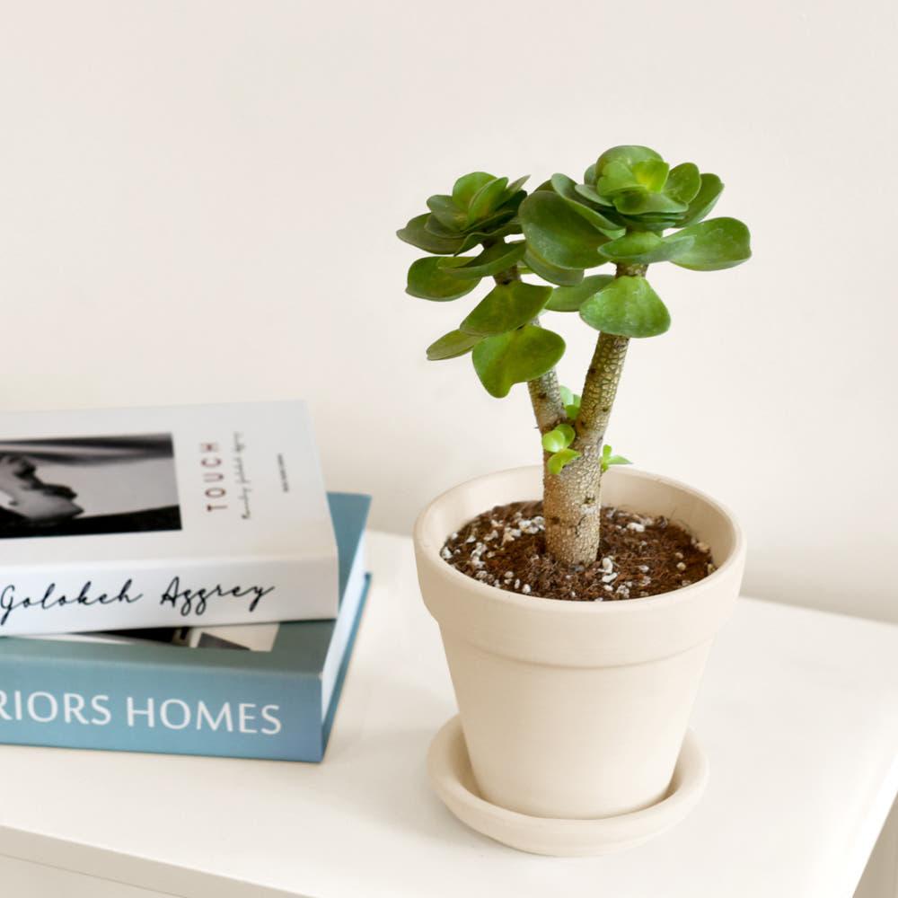 마이플랜트 녹비단 화이트 토분 받침세트 식재 개업 축하 승진 카페 사무실 선물화분