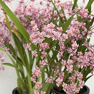 환타지아.핑크색.향천.핑크색.(쵸콜릿향).꽃피었던상품.꽃대없음.예쁜핑크색.매우좋은향.인기.