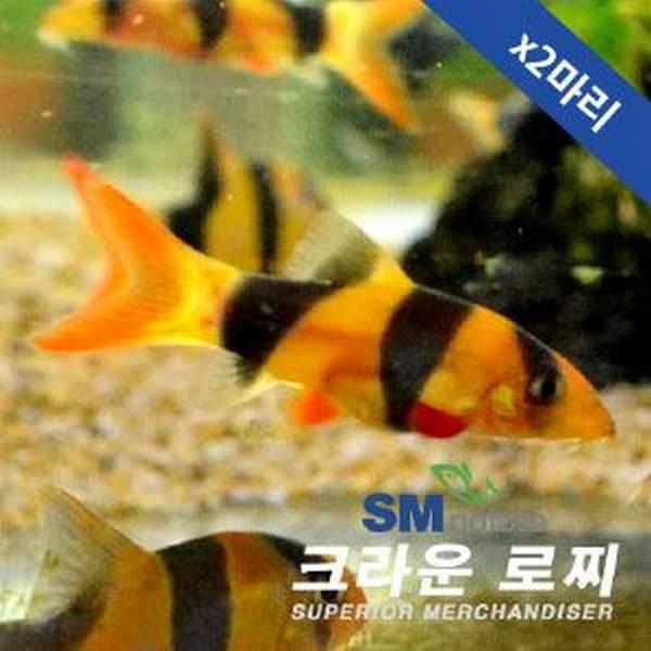 크라운 로찌 [2마리]ㅡ소 - 상아쿠아