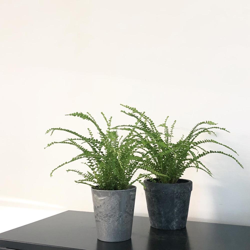 더피고사리 실내 키우기 쉬운 식물 공기정화 인테리어 거실 카페 플랜테리어