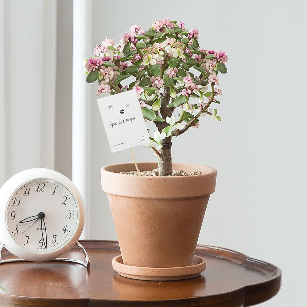 [화분선물/추천]벚꽃나무 은행목 공기정화식물 개업 집들이 승진 이사 생일 결혼 축하 배달 개업식 화초 인테리어 가게오픈