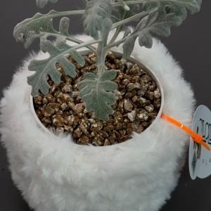 뽀오얀 백묘국 설국 / 키우기쉬운식물 화분선물