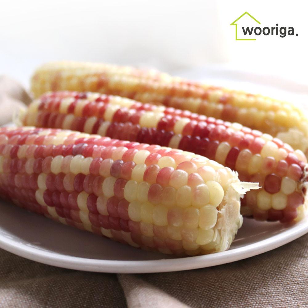 홍찰 옥수수 20개 백찰옥수수 [원산지:상세설명에 표시]