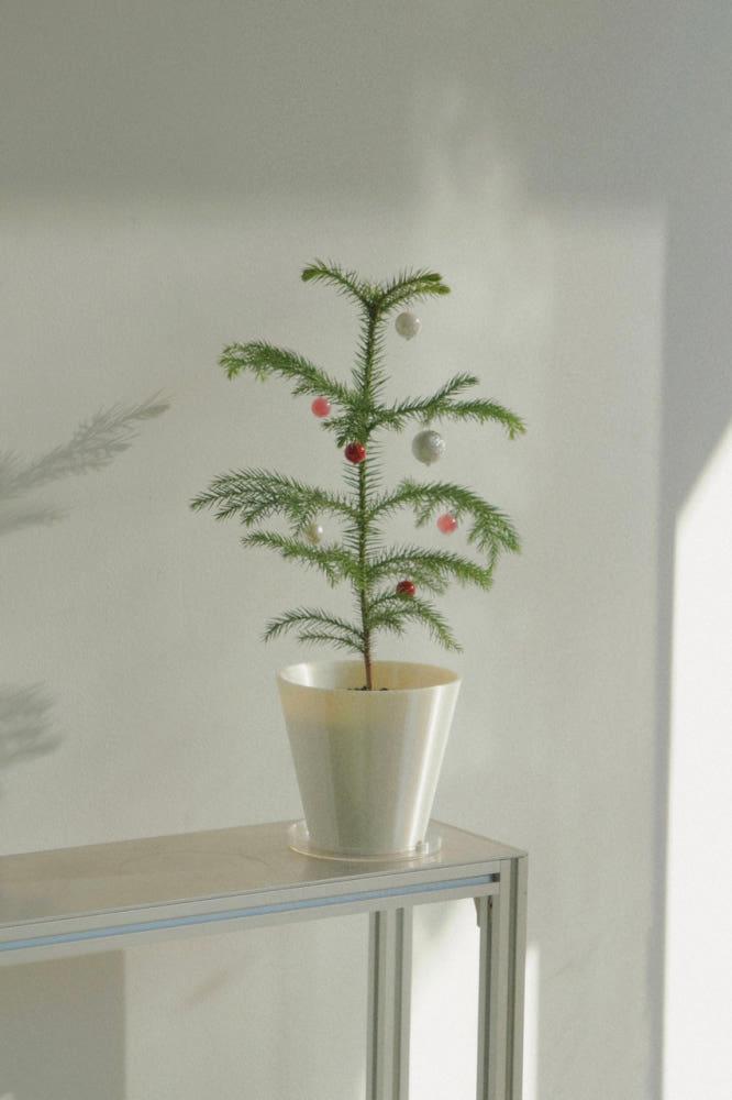 2024 미니 트리 세트 [식물+화분+오너먼트]