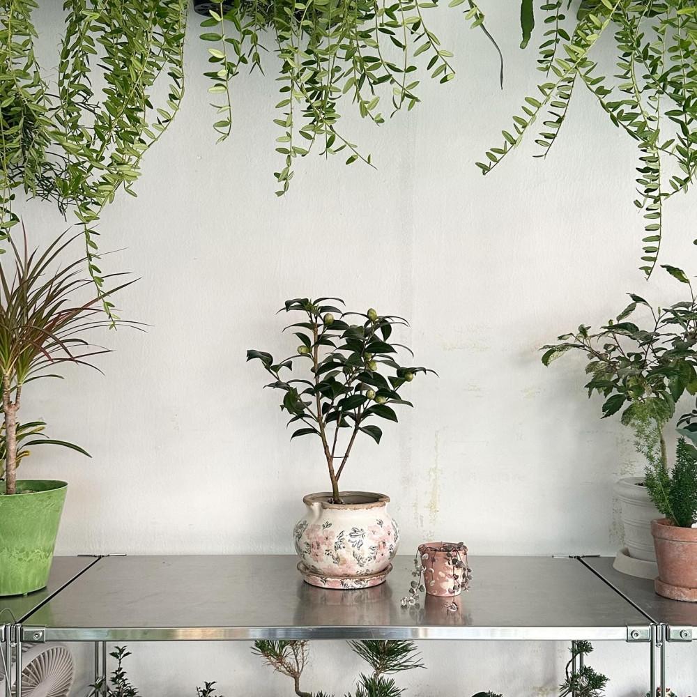 동백나무 동백키우기 빈티지 화분 겨울 꽃 선물 인테리어식물 플랜테리어