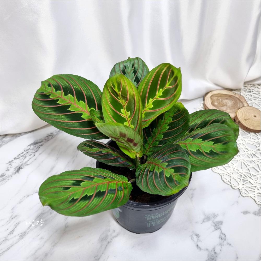 칼라데아 마란타 중품 개구리마란타 실내 공기정화 인테리어 미세먼지제거 식물