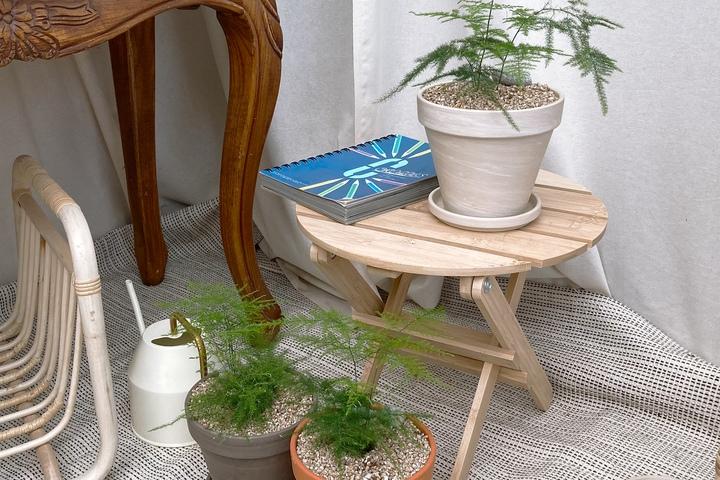 아스파라거스 나누스_독일 토분 3colors