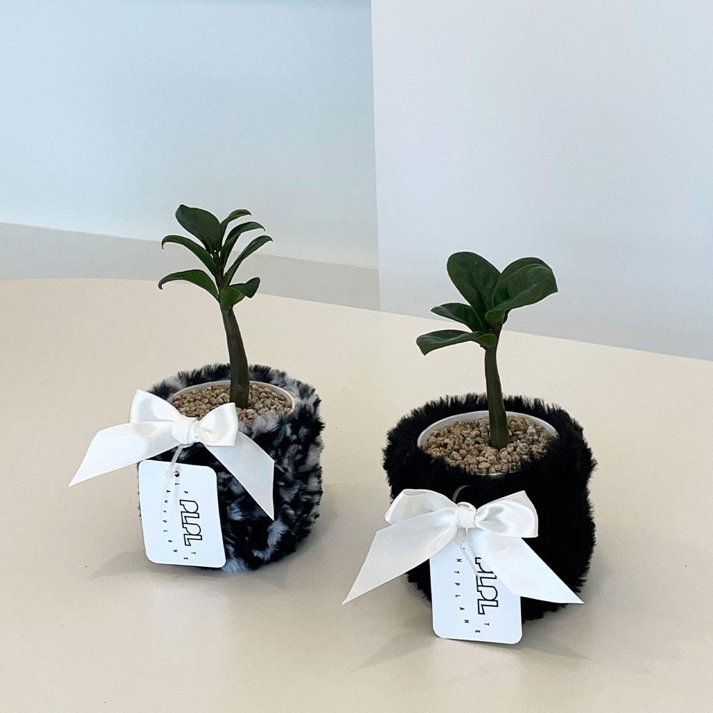 모두 부자되세요 미니보석금전수 /귀여운 화분선물 플랜테리어 키우기쉬운식물